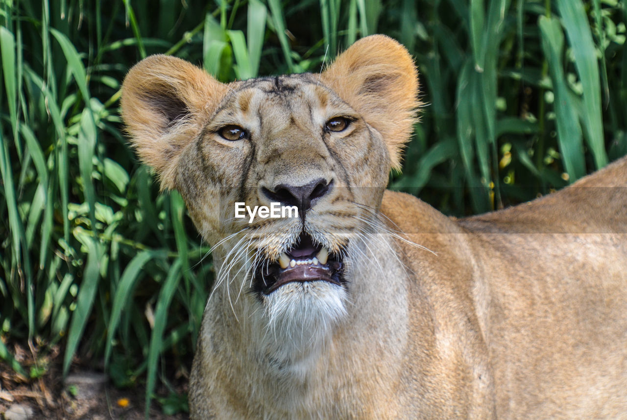 Close-up of mountain lion