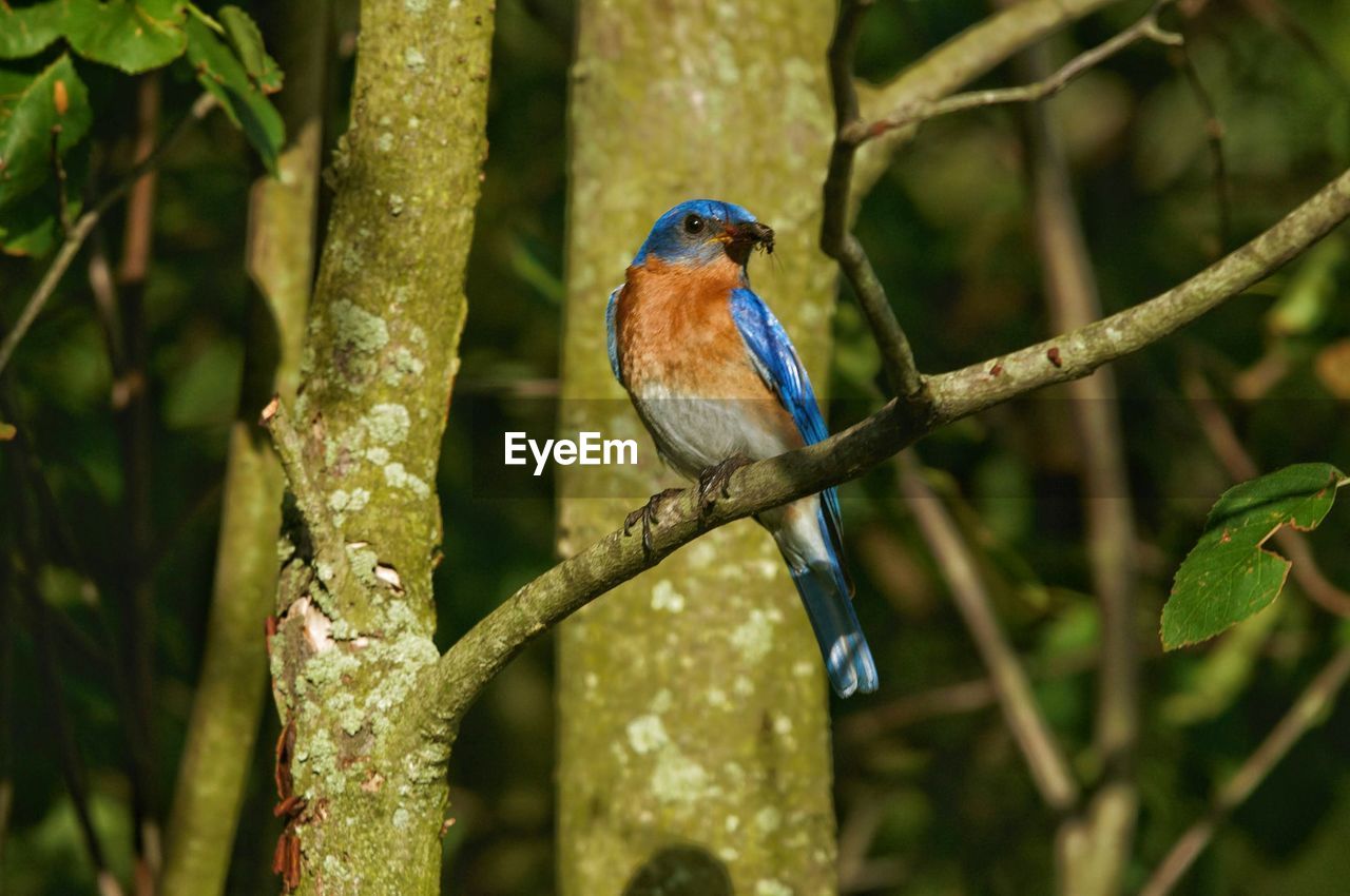 CLOSE-UP OF A BIRD PERCHING ON BRANCH