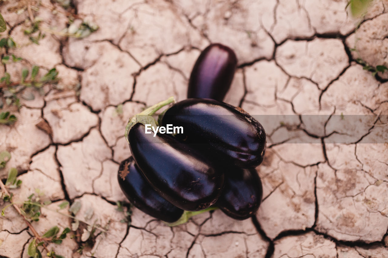 High angle view of eggplants on land