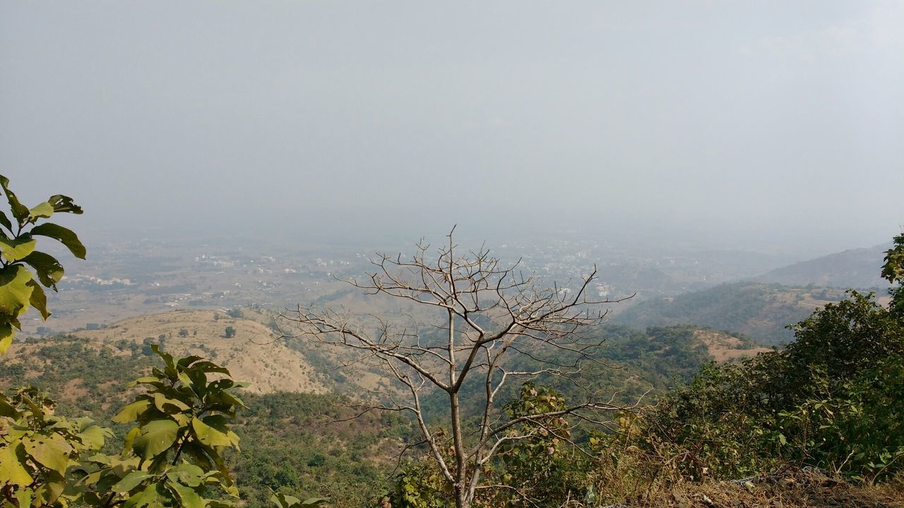 Plants growing on mountain