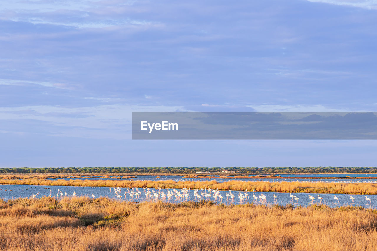 FIELD BY LAKE AGAINST SKY