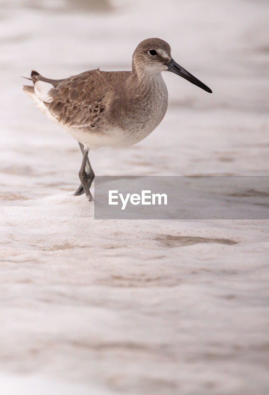 CLOSE-UP OF SEAGULL PERCHING ON A BEACH