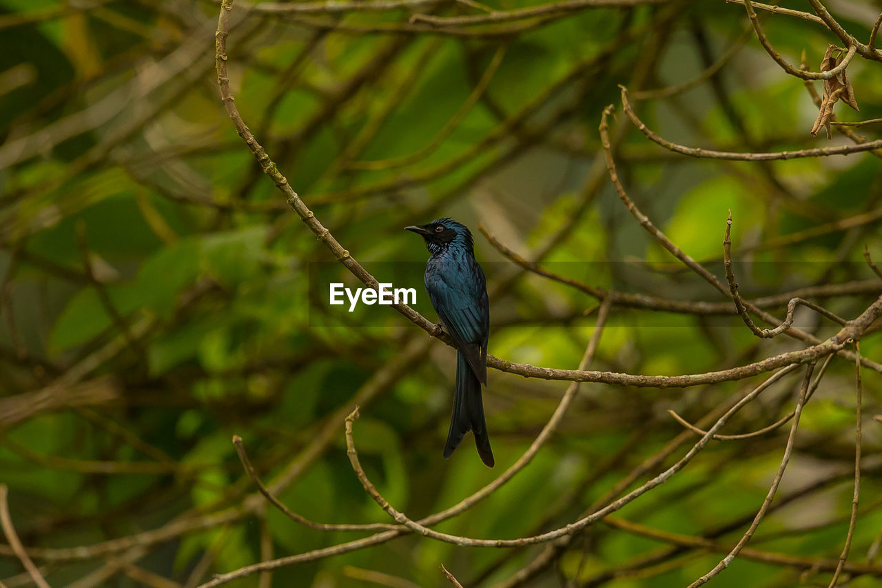 CLOSE-UP OF A BIRD PERCHING ON BRANCH