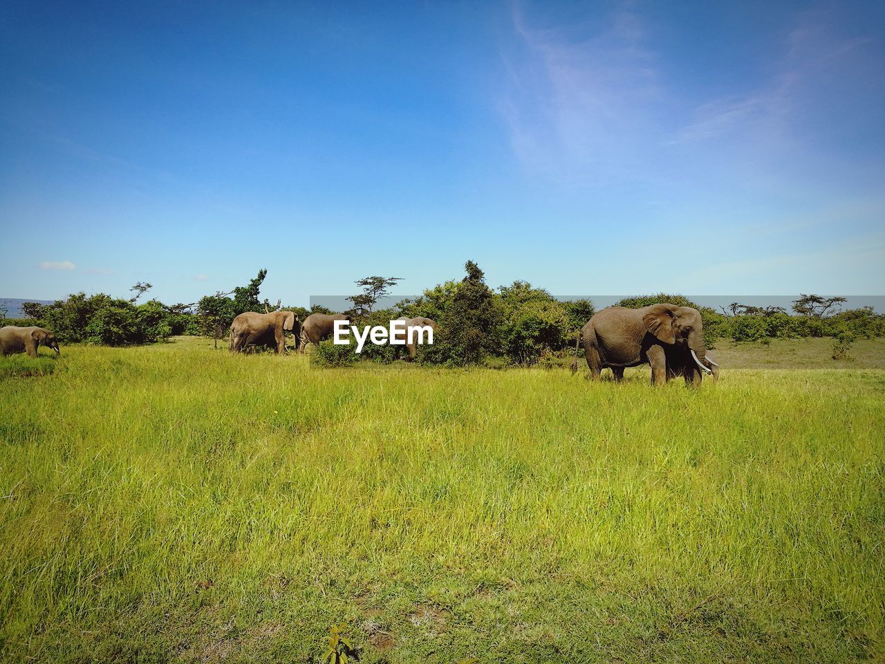 View of a group of elephants on grassy field in maasai mara against blue sky
