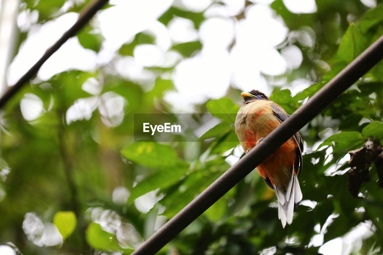 LOW ANGLE VIEW OF BIRD PERCHING ON TREE