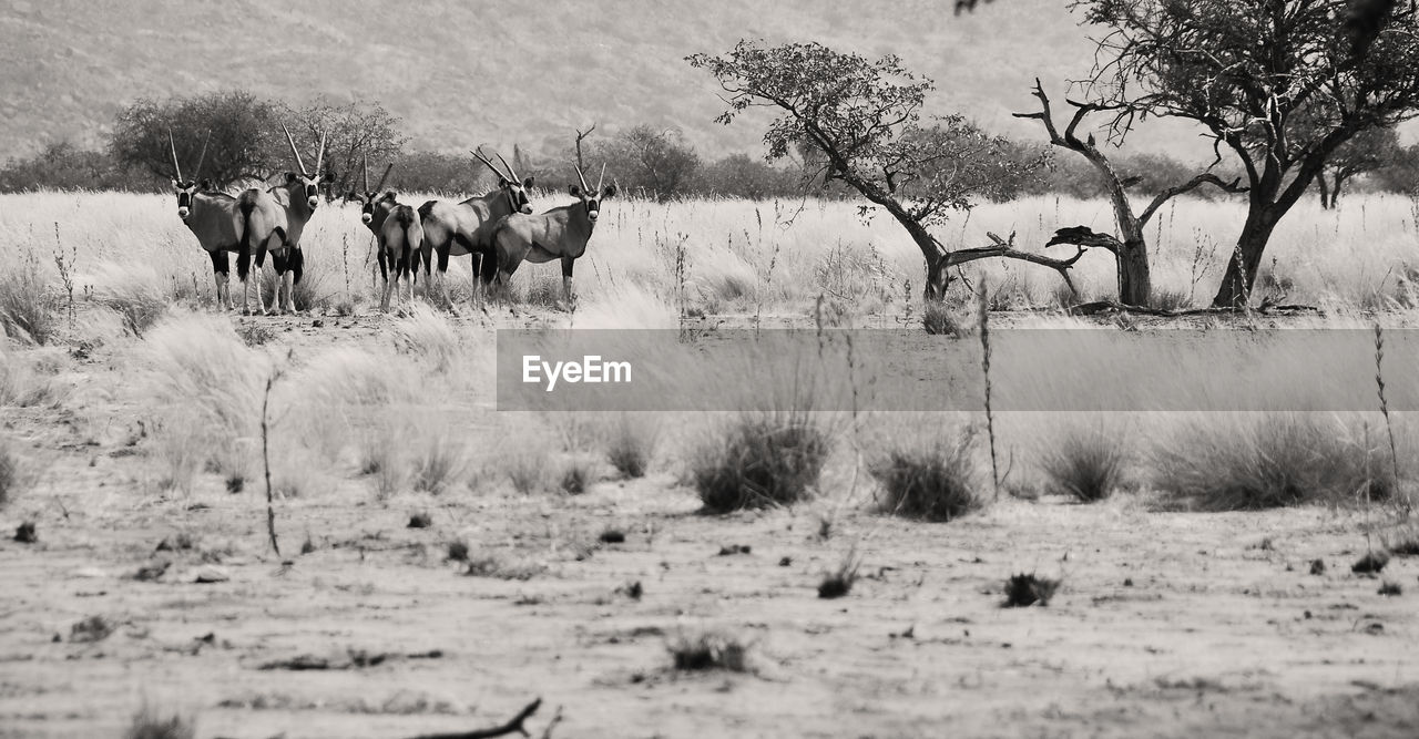 East african oryx standing on landscape