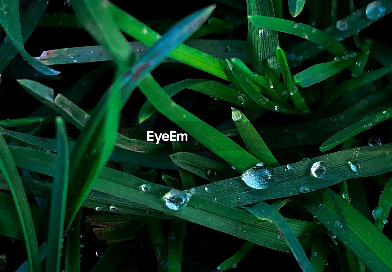 HIGH ANGLE VIEW OF WET GRASS