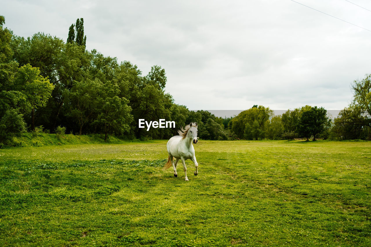 Gray horse galloping along green meadow in natural habitat under cloudy sky in summer
