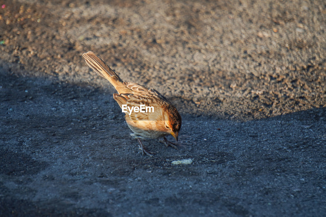 HIGH ANGLE VIEW OF A BIRD ON SAND