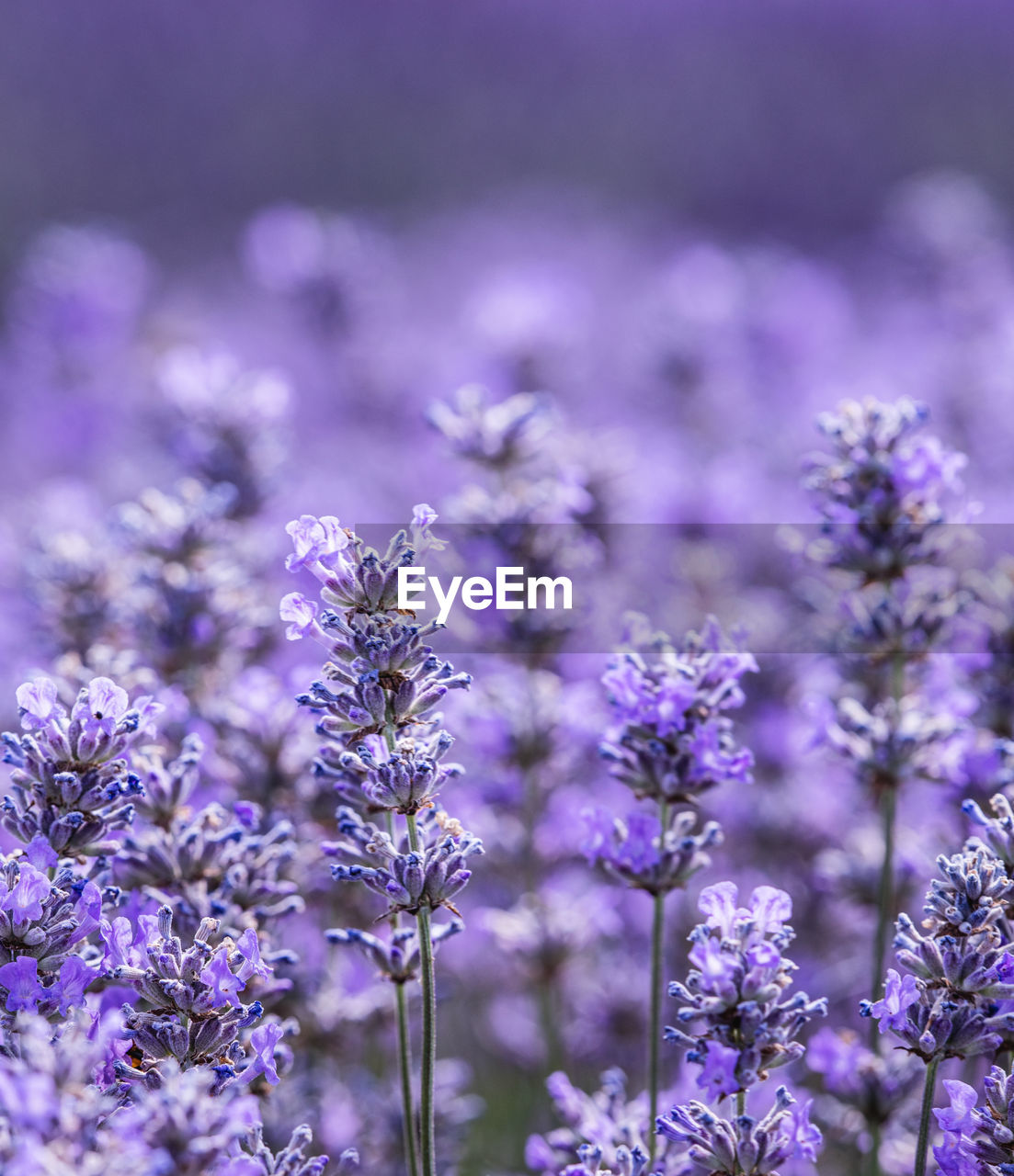 CLOSE-UP OF PURPLE FLOWERING PLANTS ON LAND