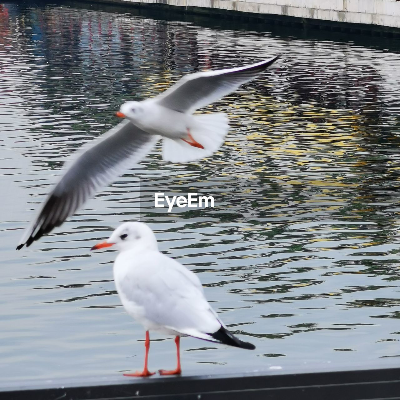 BIRDS FLYING OVER LAKE