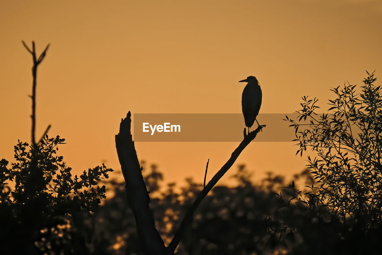 SILHOUETTE BIRDS PERCHING ON PLANT AGAINST SKY