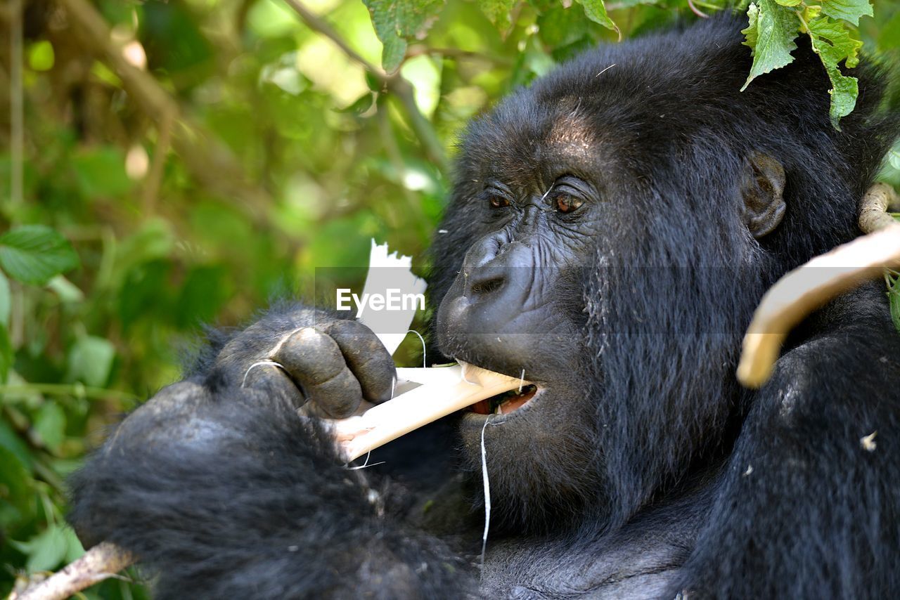 Mountain gorilla in rwanda volcanic mountains