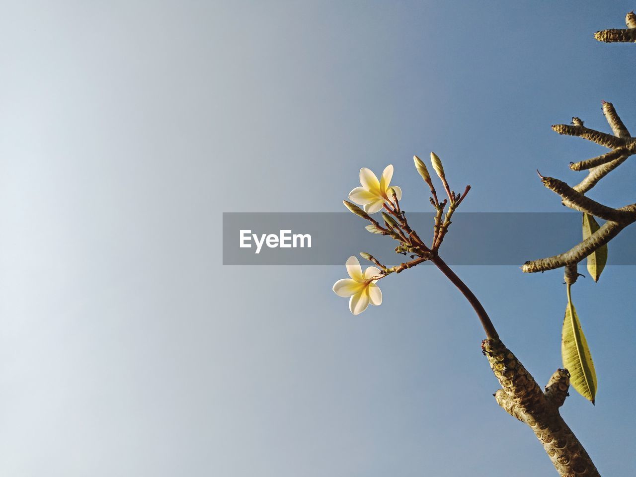 Low angle view of flowering plant against clear sky