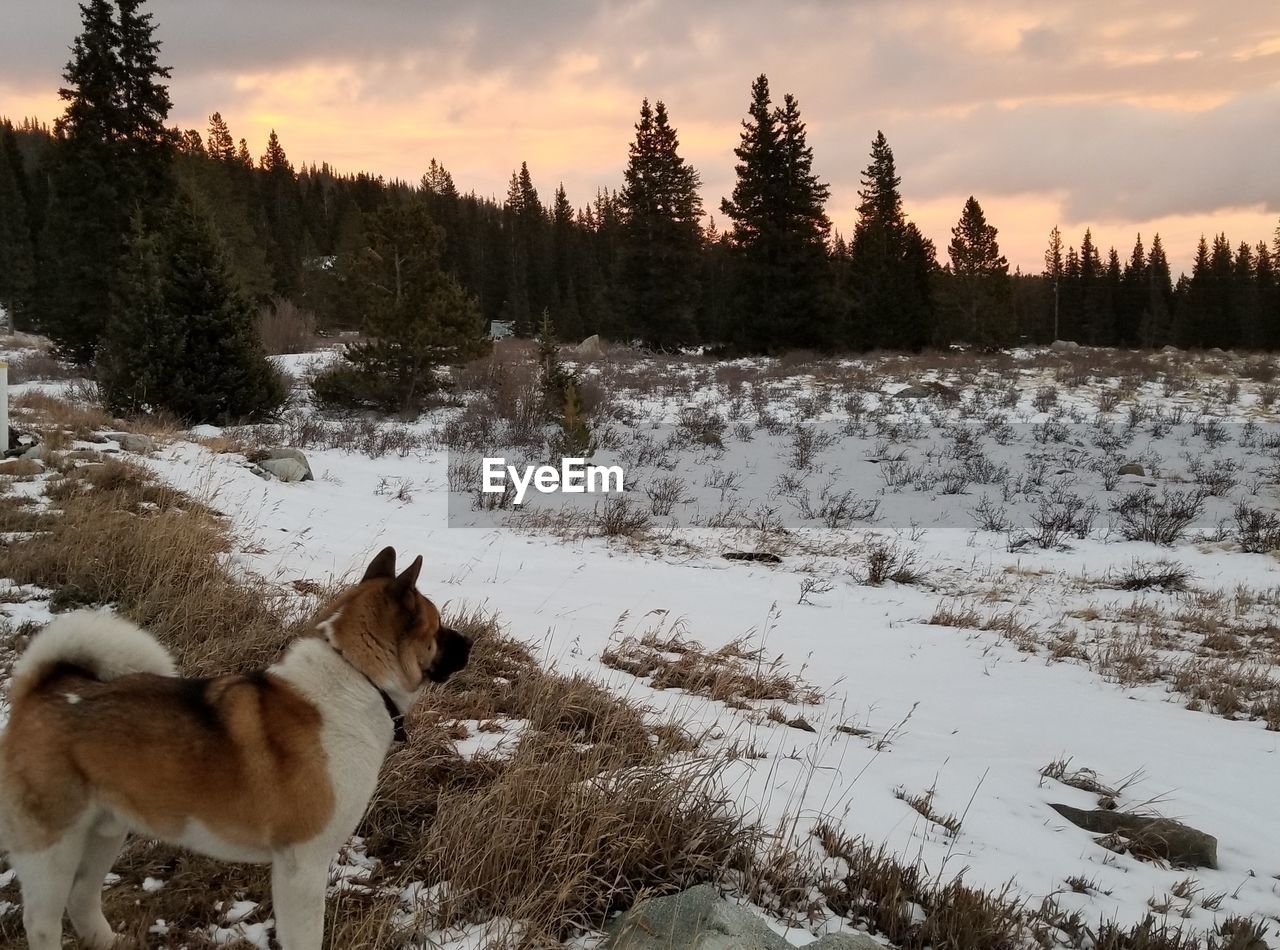 DOGS ON SNOW FIELD AGAINST SKY