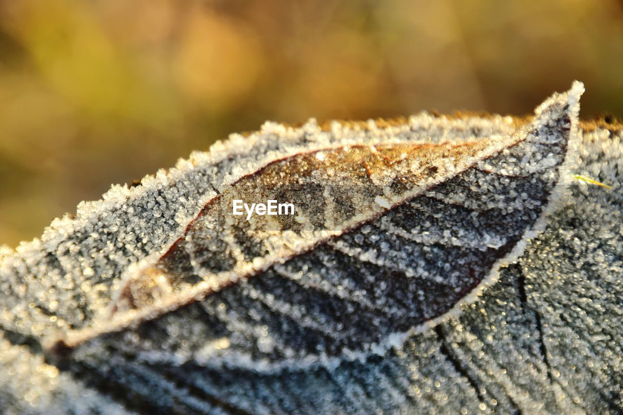 nature, close-up, leaf, macro photography, frost, selective focus, no people, winter, branch, day, plant part, autumn, outdoors, plant, textured, tree, pattern, wood, beauty in nature, sunlight, cold temperature, macro, focus on foreground, textile, environment, forest
