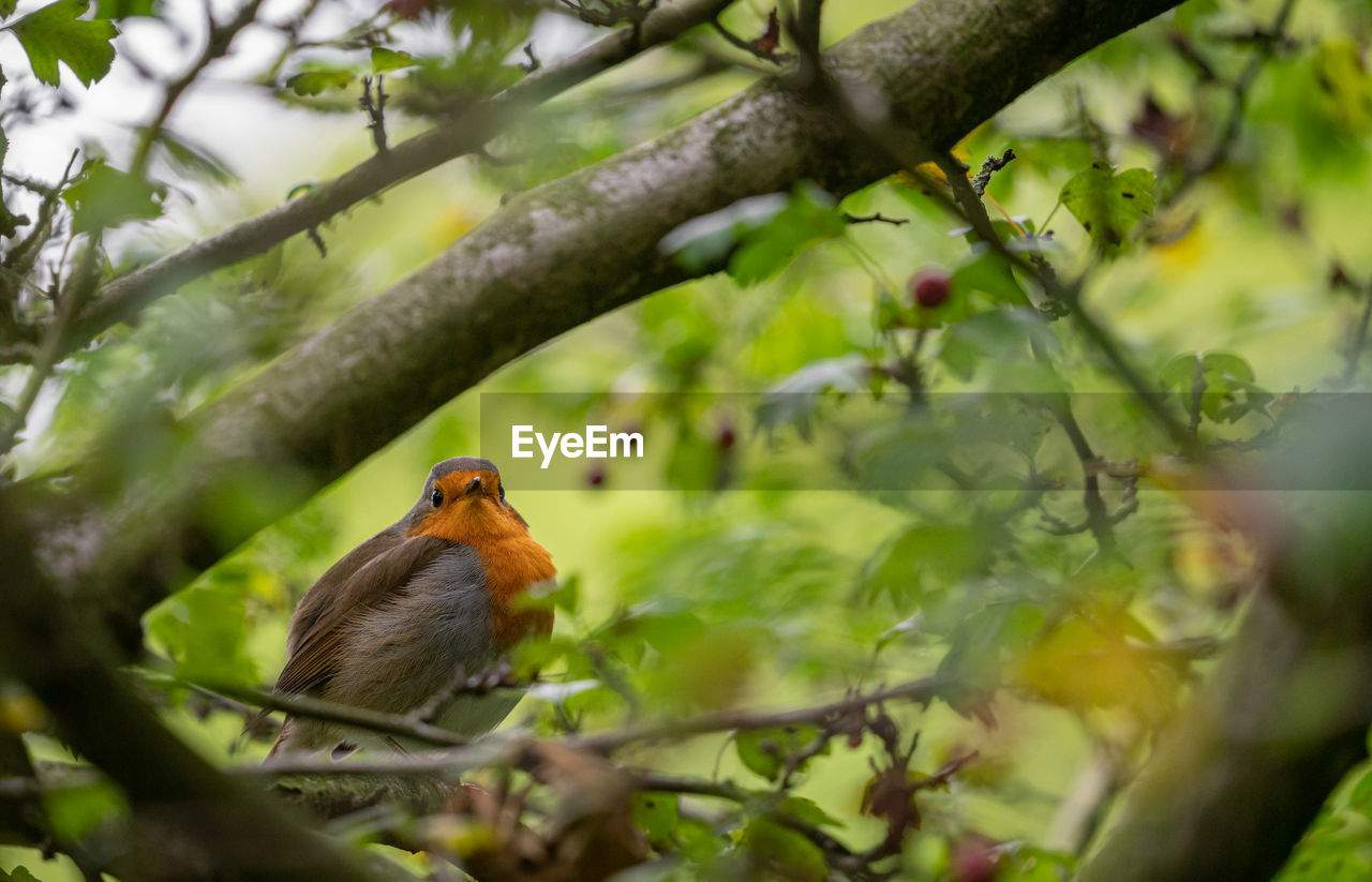 BIRD PERCHING ON TREE