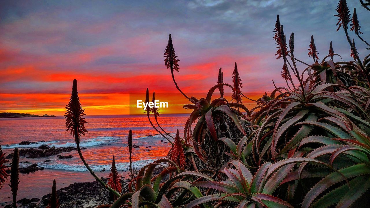 PLANTS BY SEA AGAINST ORANGE SKY