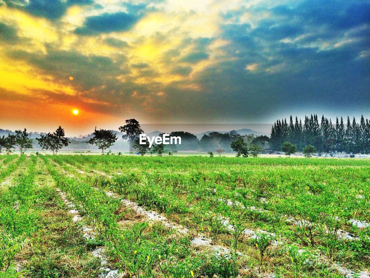 Scenic view of landscape against cloudy sky during sunset