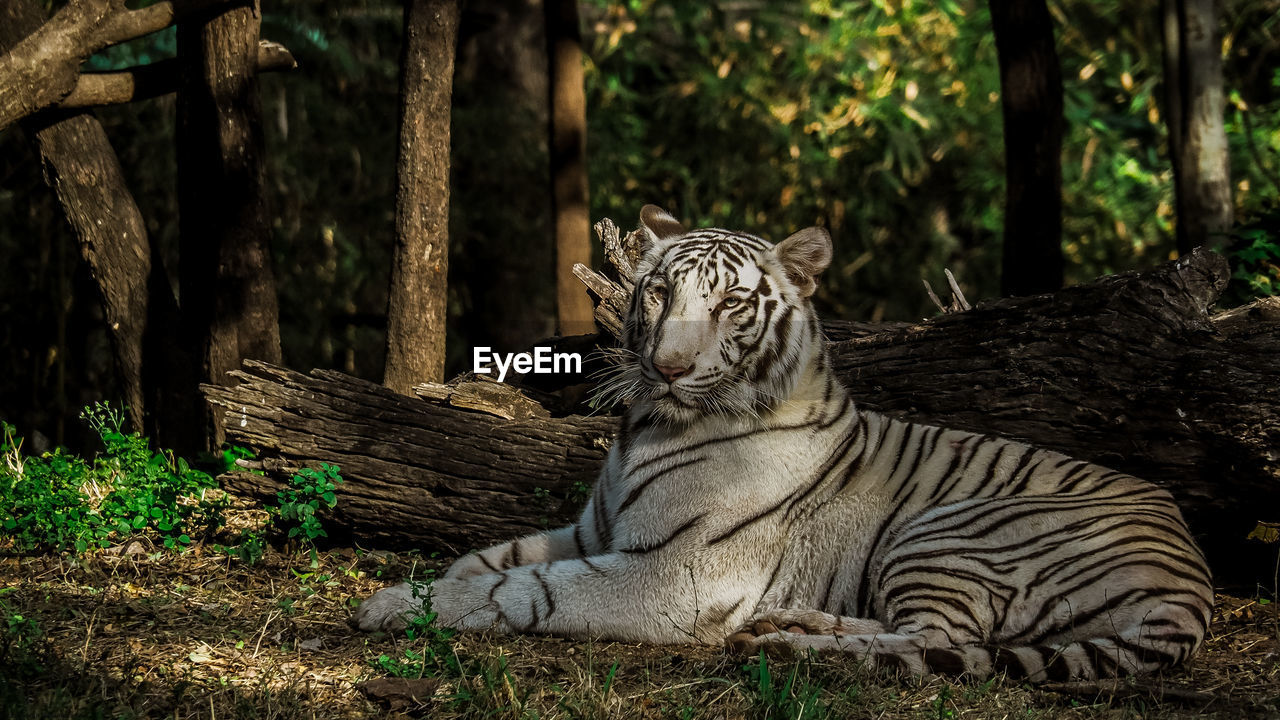 Close-up of white tiger resting on field against trees