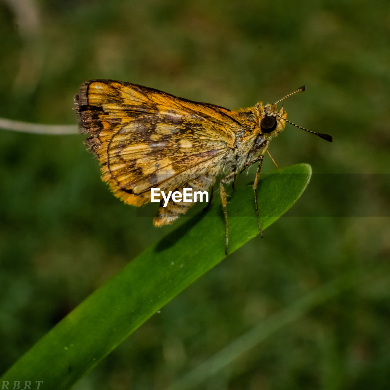 BUTTERFLY ON A LEAF