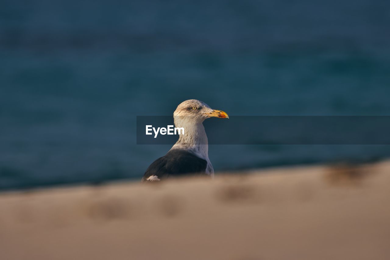 Head shot of seagull on beach