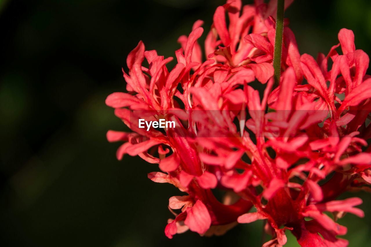 Close-up of flowers blooming outdoors