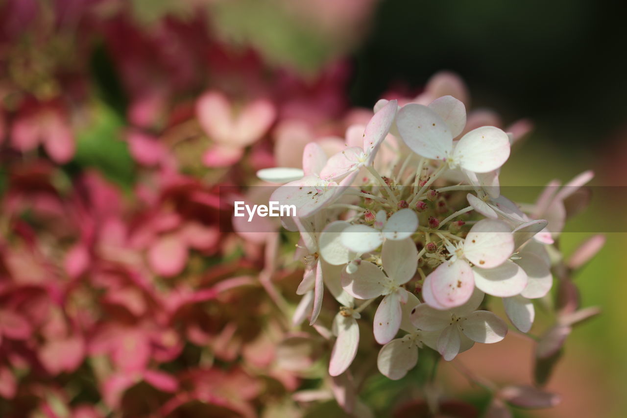 CLOSE-UP OF CHERRY BLOSSOMS