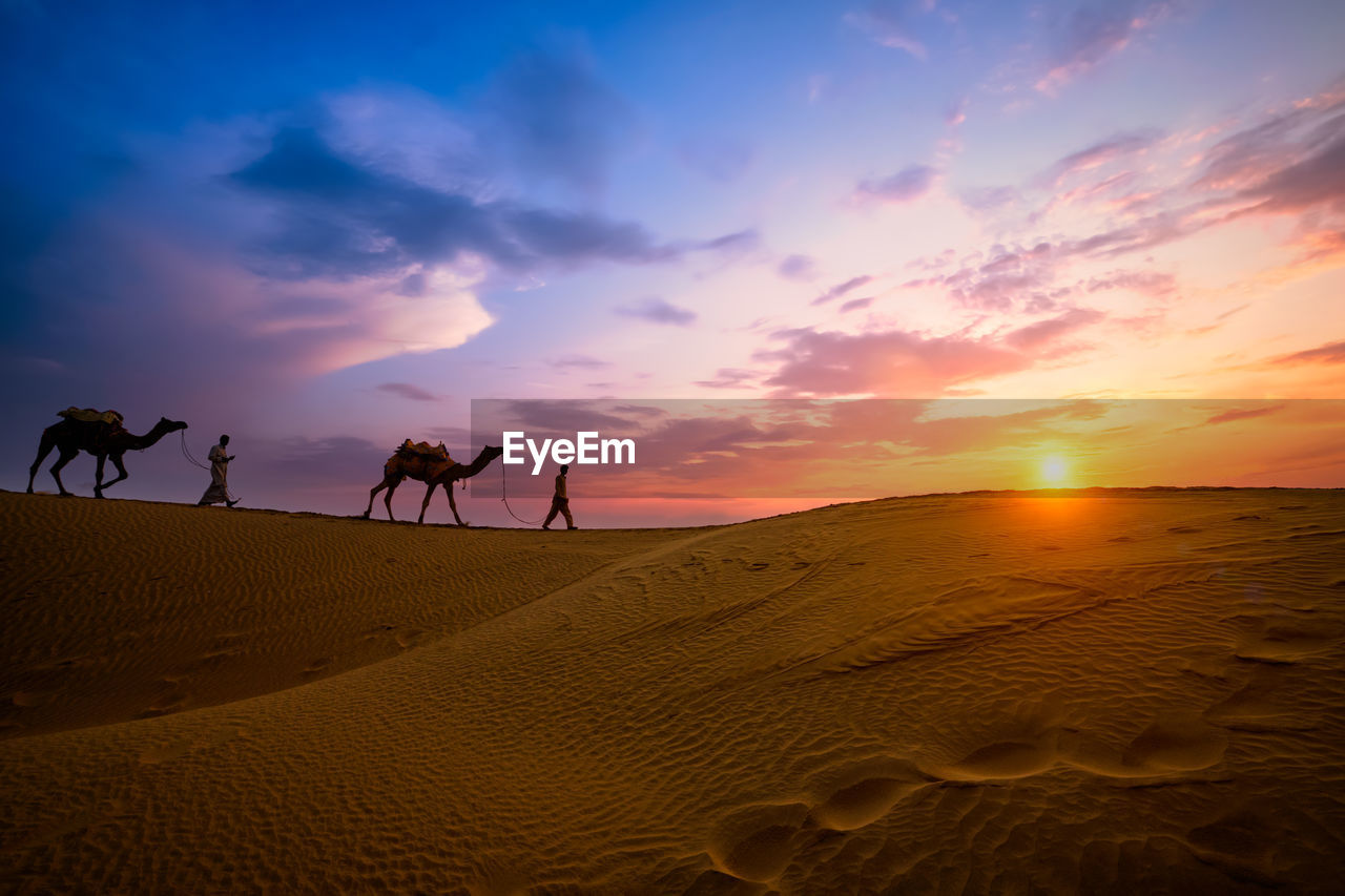 People with camels walking at desert during sunset