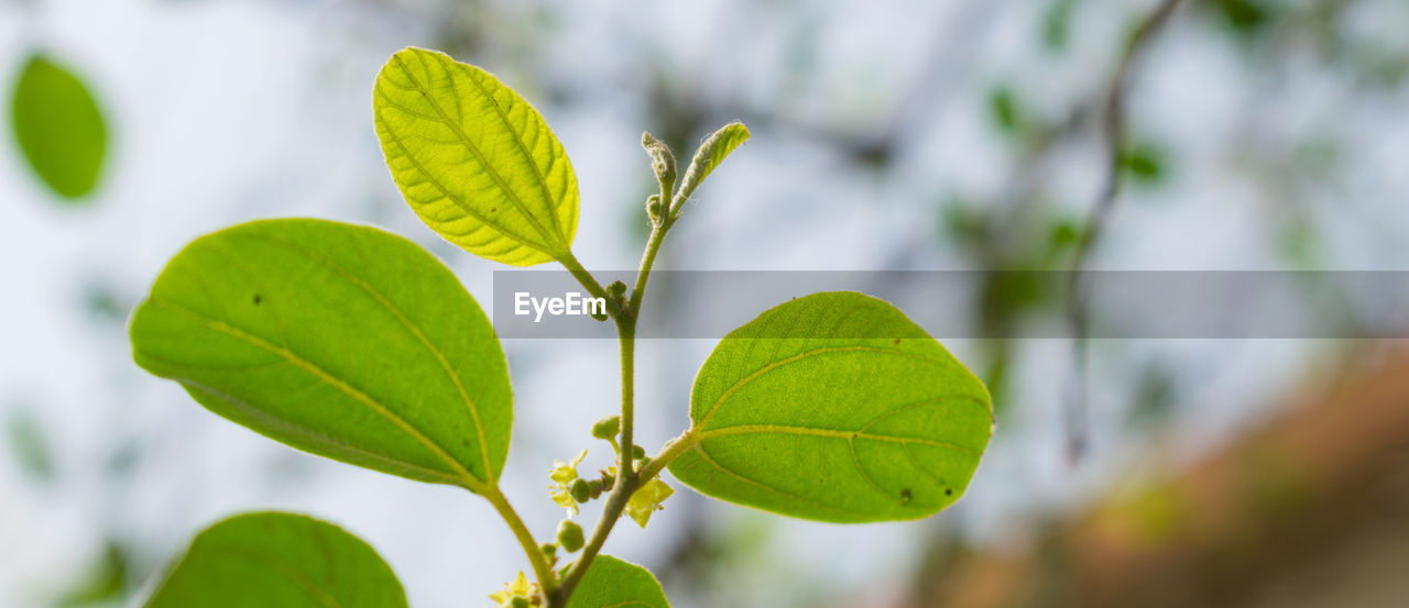 CLOSE-UP OF GREEN PLANT LEAVES