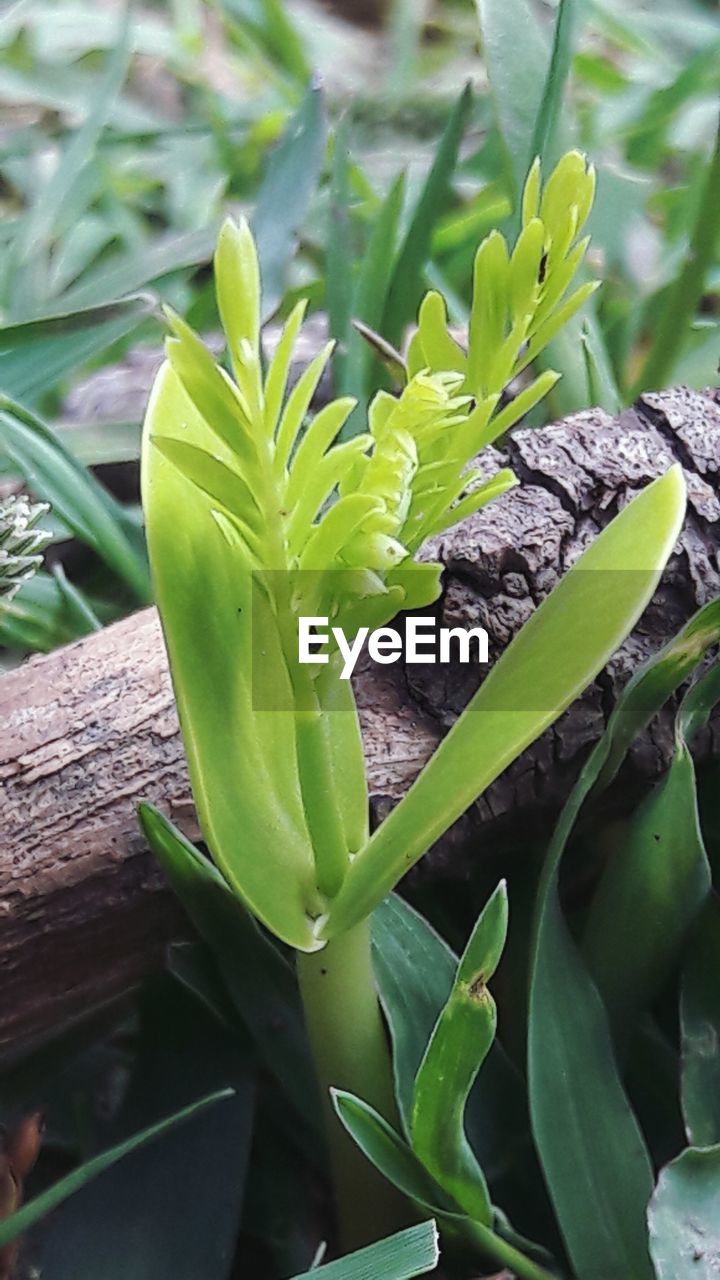 HIGH ANGLE VIEW OF SUCCULENT PLANT