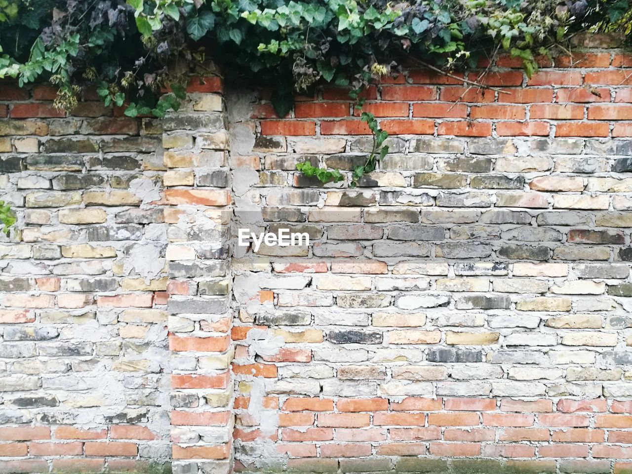 IVY GROWING ON BRICK WALL