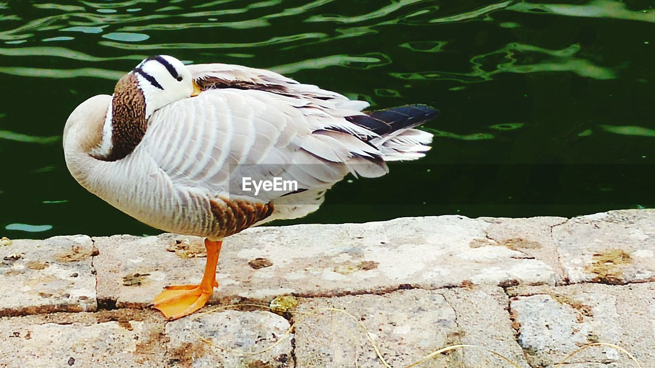 animals in the wild, animal themes, bird, one animal, animal wildlife, lake, day, water, water bird, nature, outdoors, no people, goose, swimming, spread wings, close-up