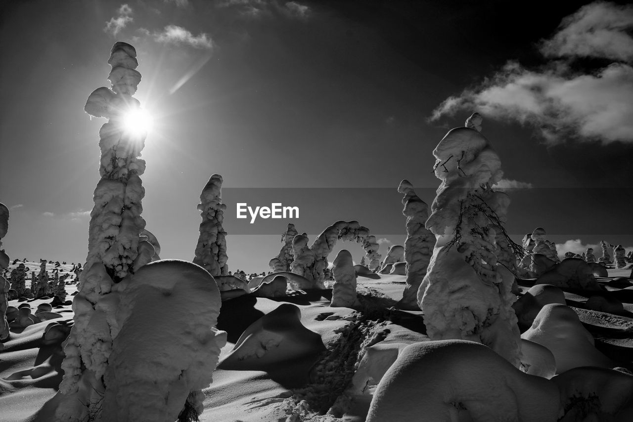 Low angle view of snow covered tree against sky