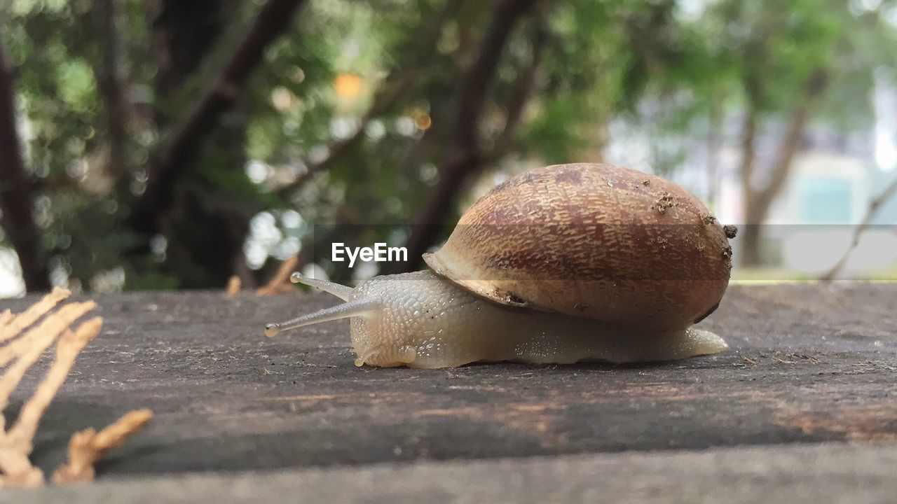 CLOSE-UP OF SNAIL ON LEAF