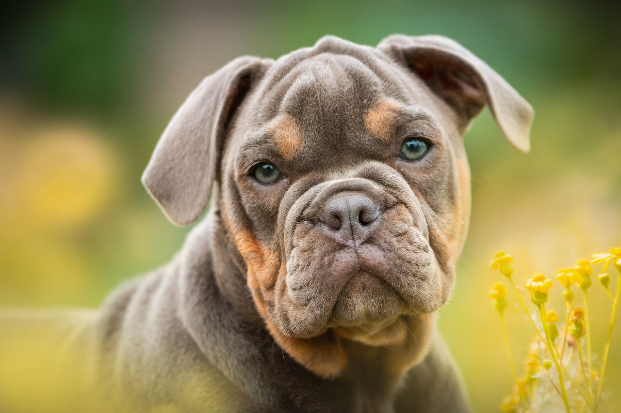 Close-up portrait of dog outdoors