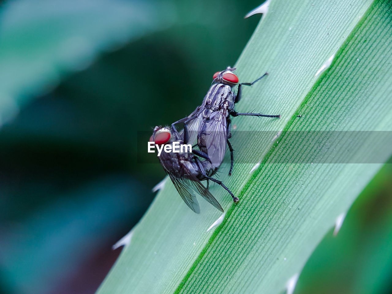 CLOSE-UP OF HOUSEFLY