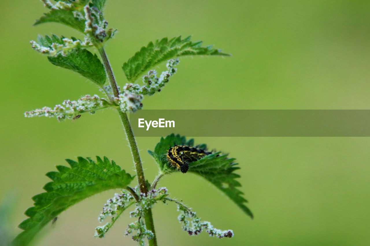 CLOSE-UP OF INSECT ON GREEN FLOWER