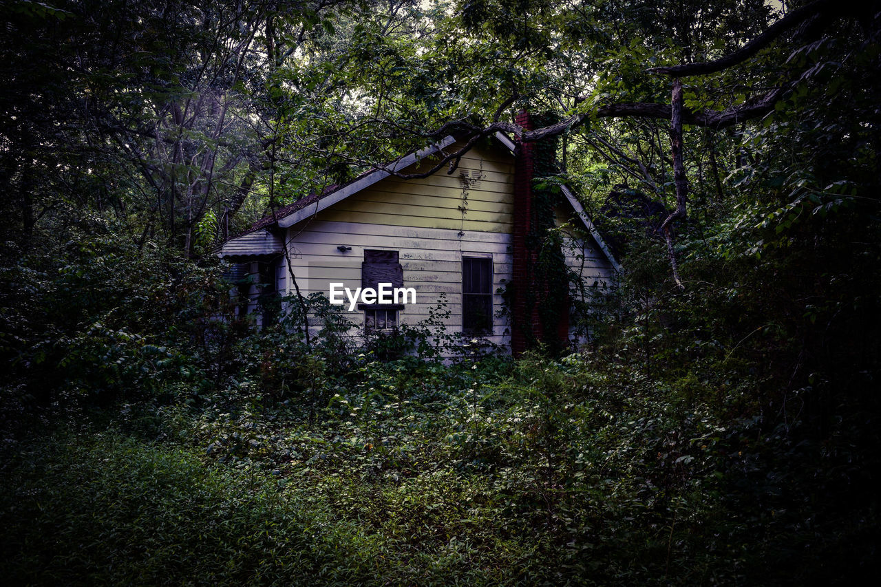 Abandoned house amidst trees in forest