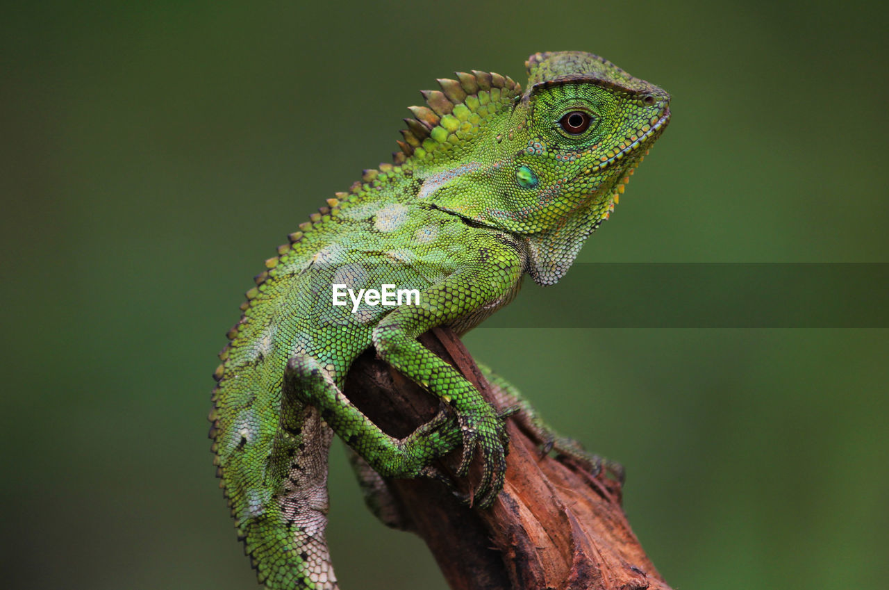 close-up of lizard on tree