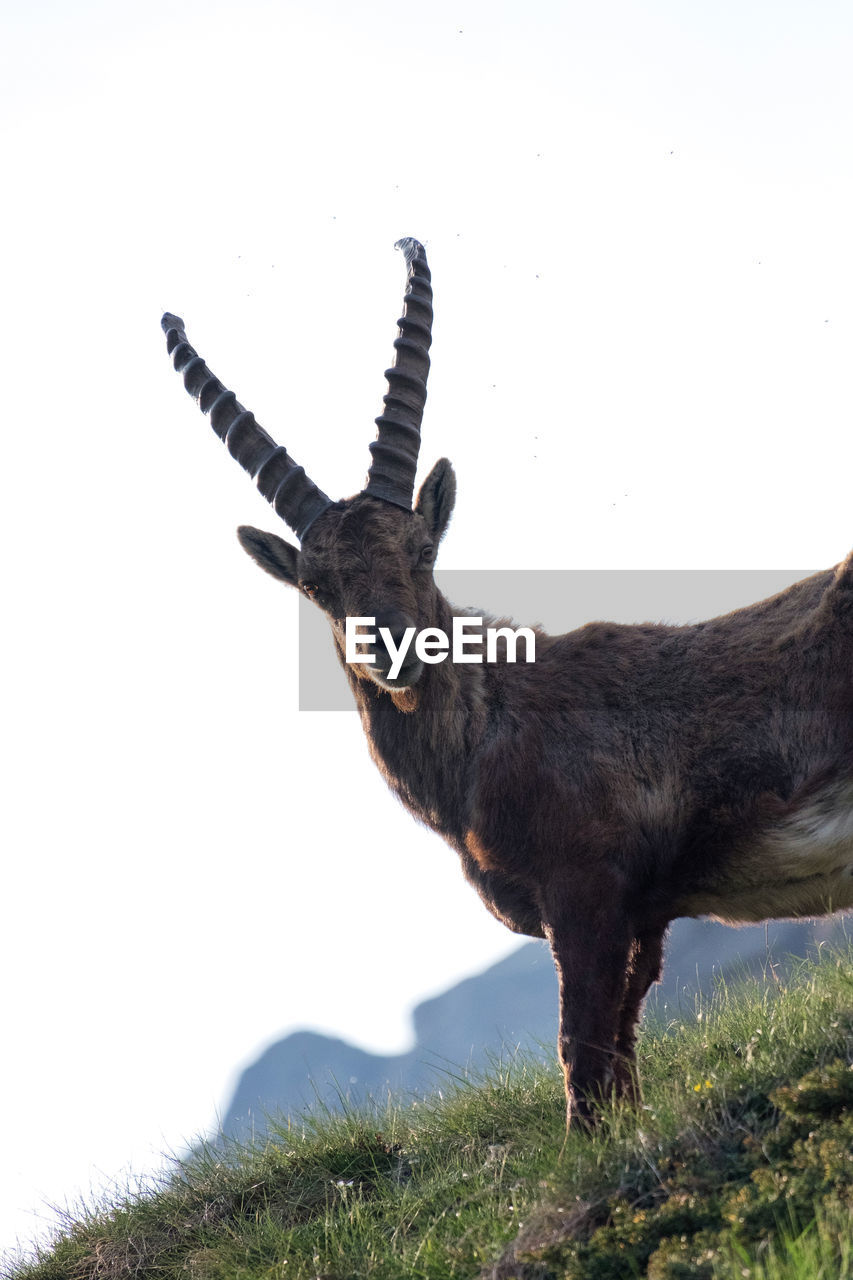 Low angle view portrait of goat on mountain against clear sky