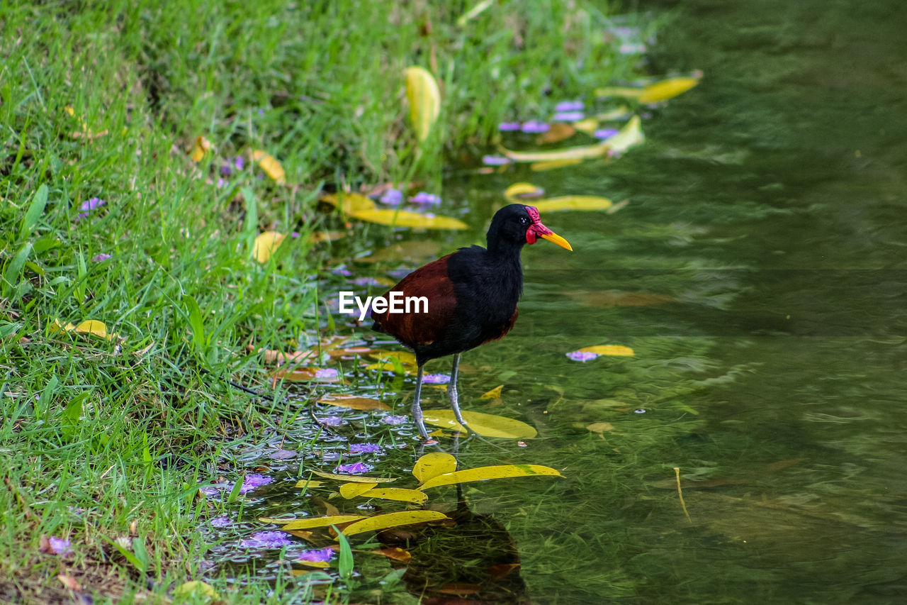 Moorhen at lakeshore