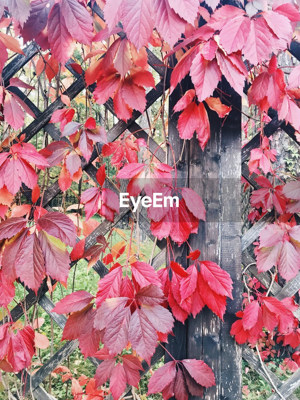 CLOSE-UP OF MAPLE LEAVES