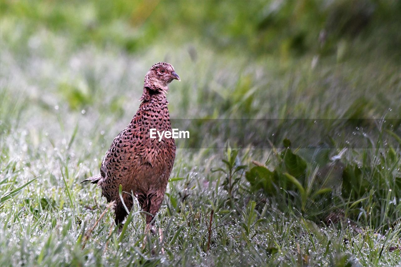 Close-up of a bird on field