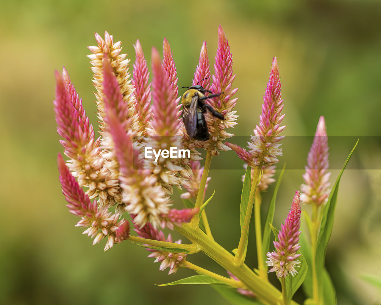 CLOSE-UP OF HONEY BEE POLLINATING FLOWER