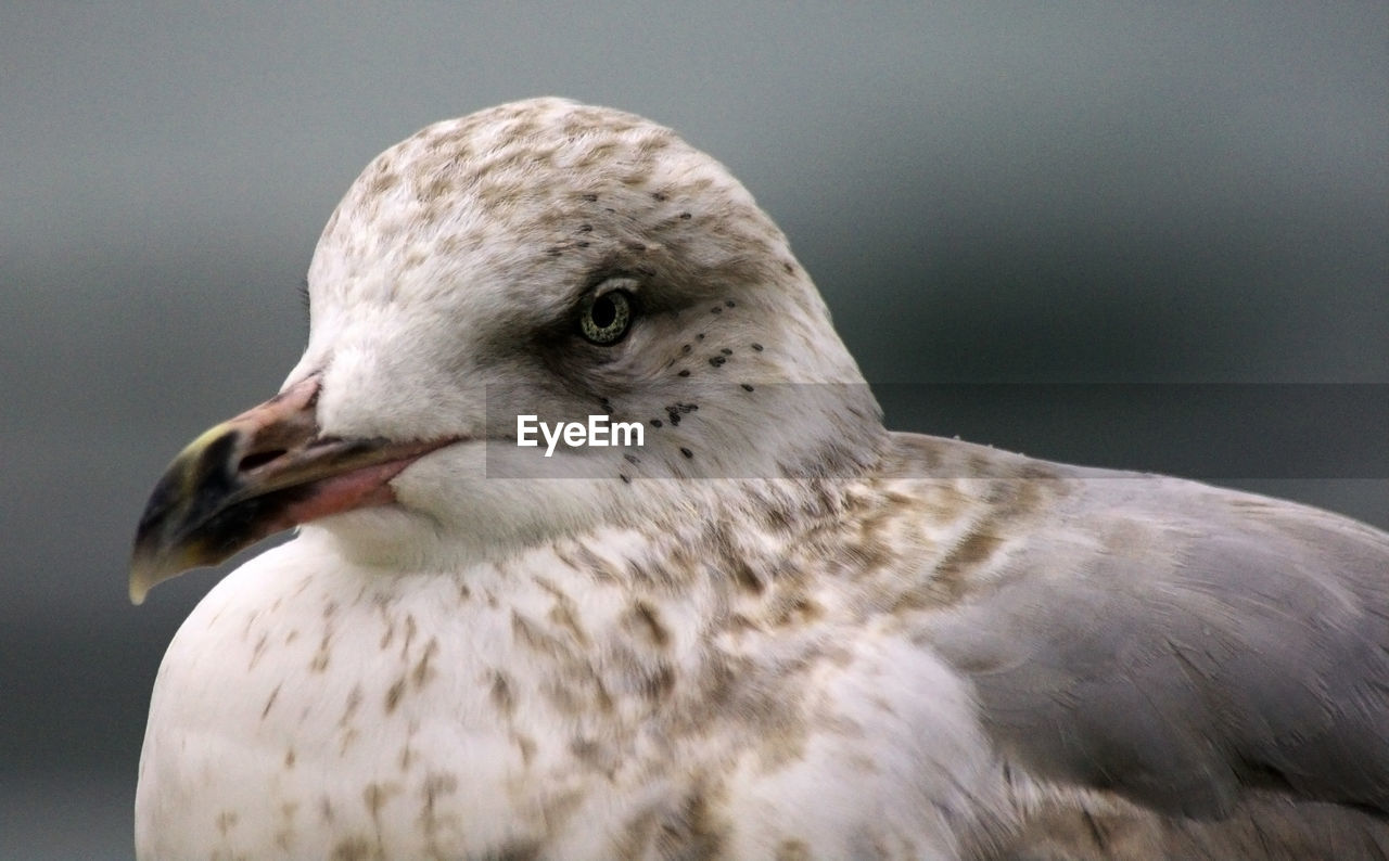Close-up european herring gull