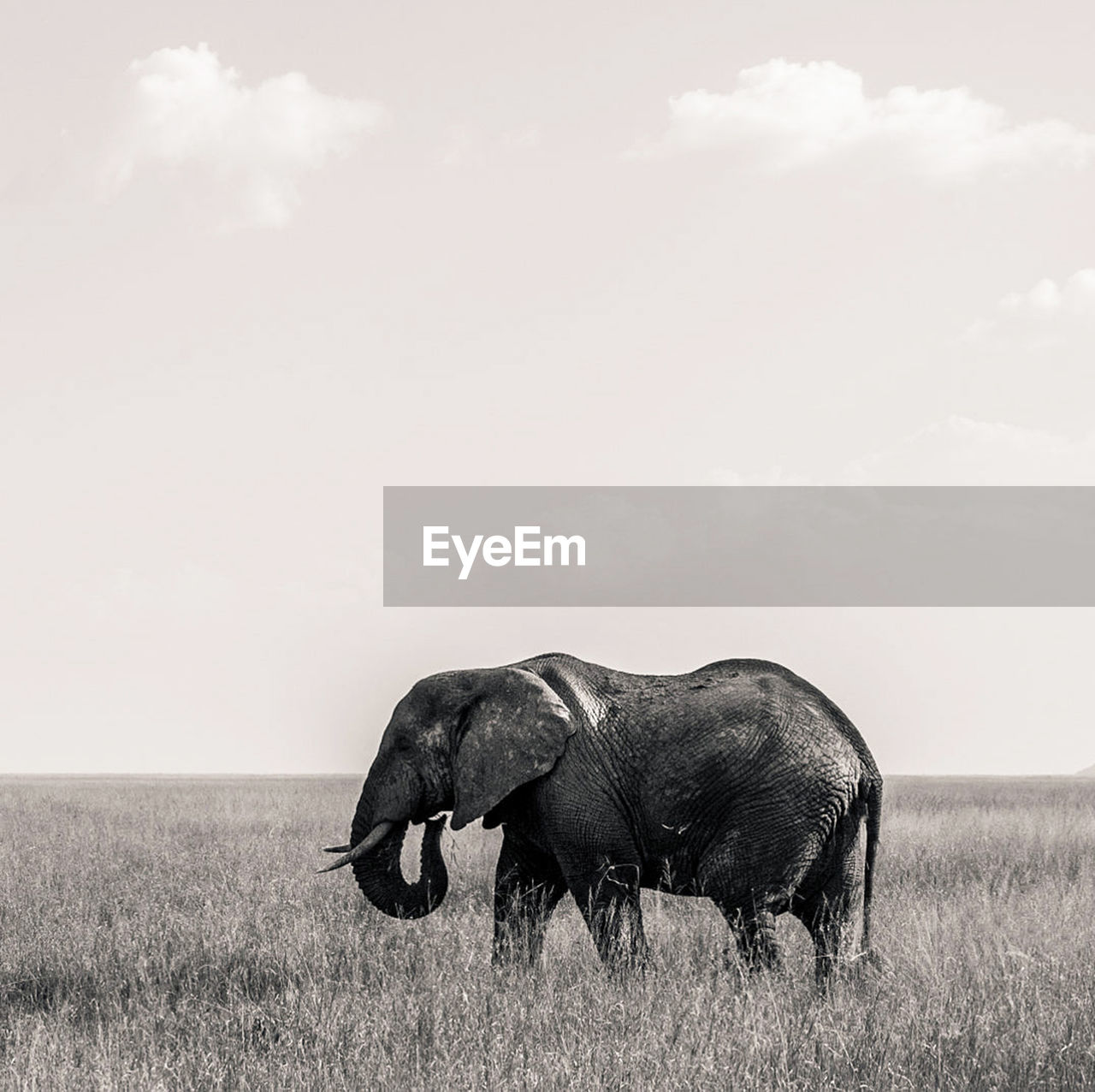 Side view of a elephant on field