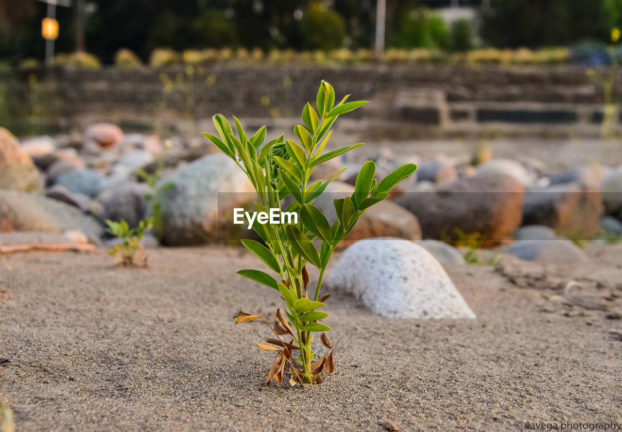 CLOSE-UP OF PLANT ON ROCKS