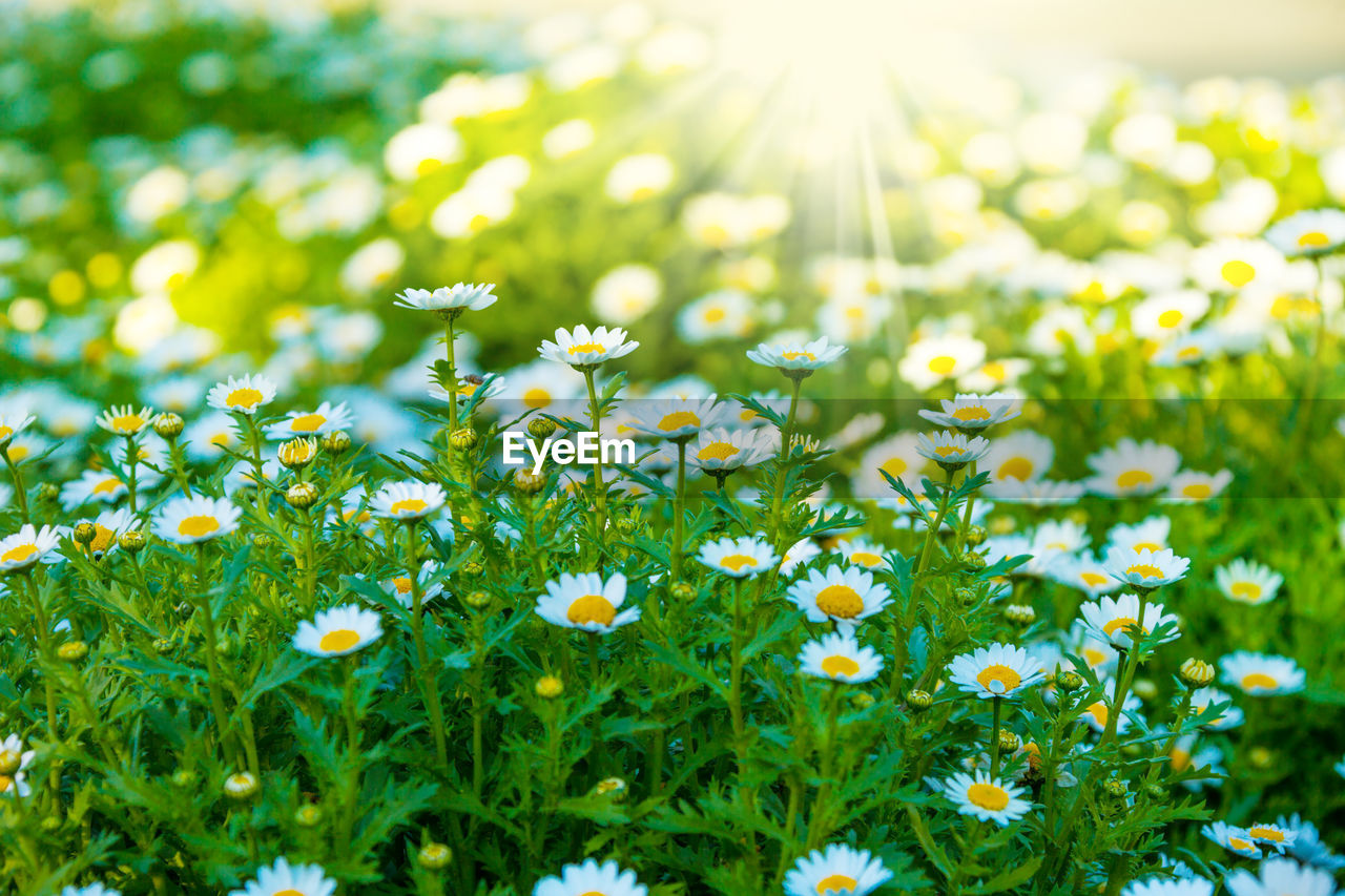 CLOSE-UP OF FRESH WHITE FLOWERS ON FIELD