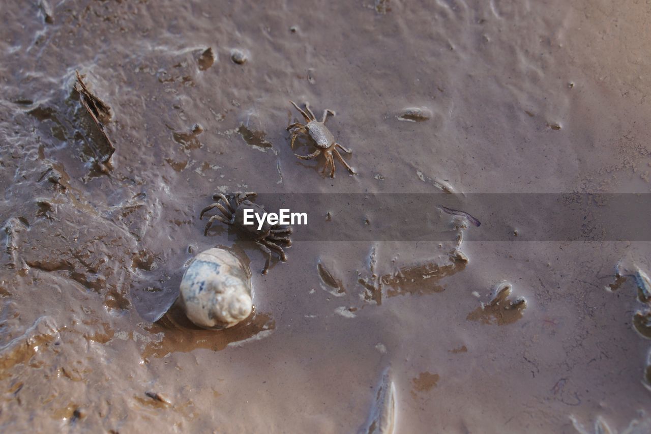 Crab, high angle view of shells on beach